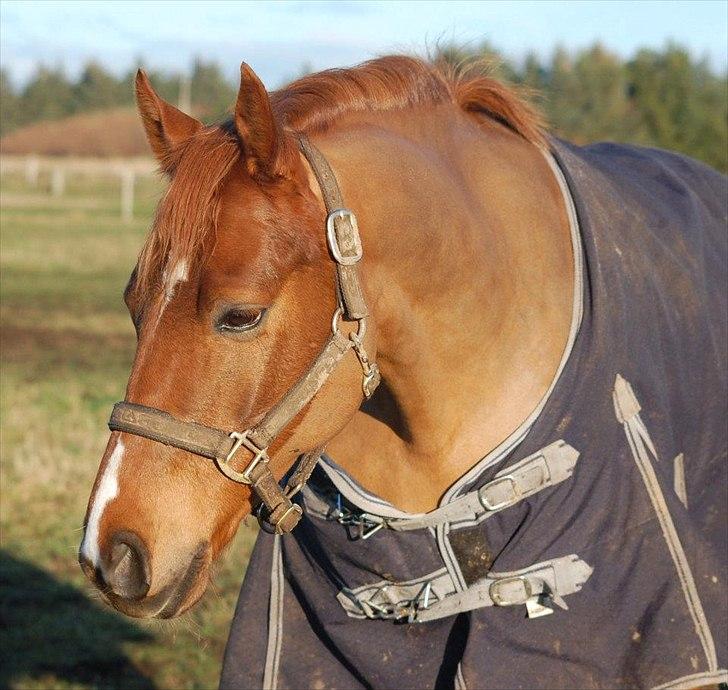 Anden særlig race Mr. Bombastic  (Basse) billede 3