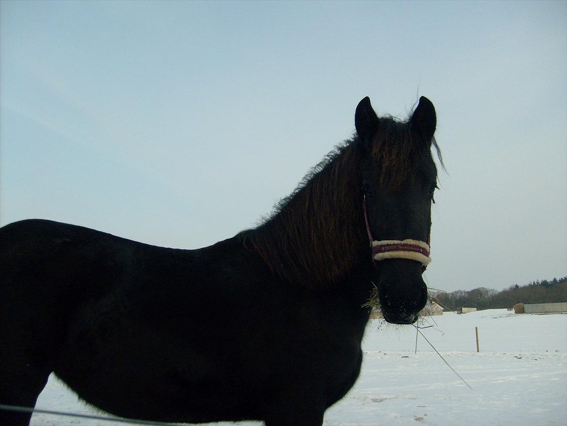 Frieser • Precious Little G • - Little D. 5. Feb 2o12. Stadig " kobber striber" i manen Efter solen :) billede 17