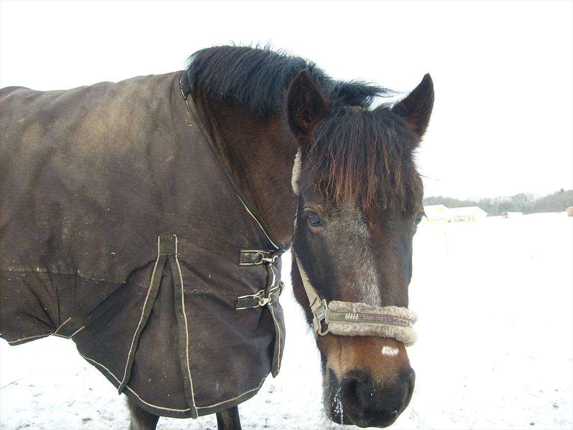 New Forest • Shila • - Prinsessen 5.Feb 2o12. billede 19