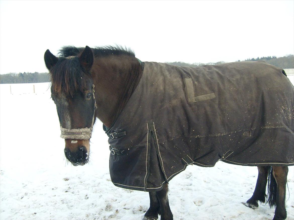 New Forest • Shila • - 5.Feb. 2o12 billede 20