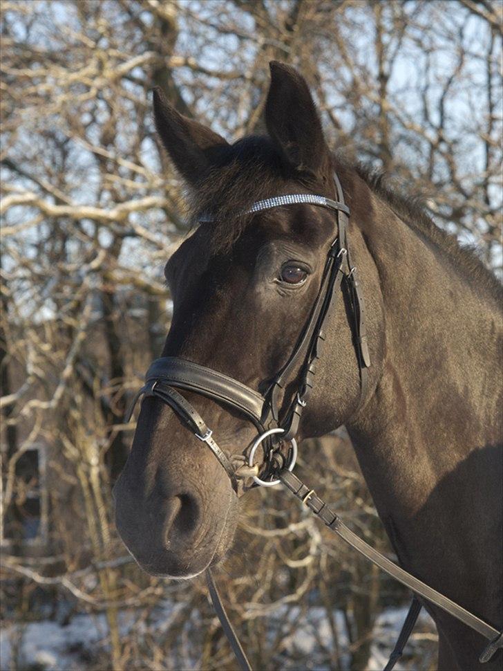 Anden særlig race Papin´s Laceour *R.I.P* billede 1