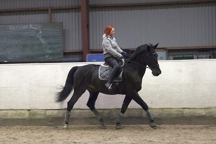 Anden særlig race Papin´s Laceour *R.I.P* billede 5