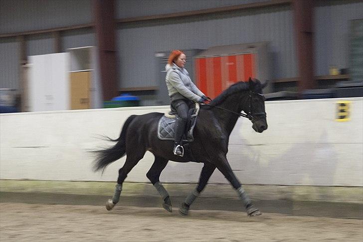 Anden særlig race Papin´s Laceour *R.I.P* billede 8