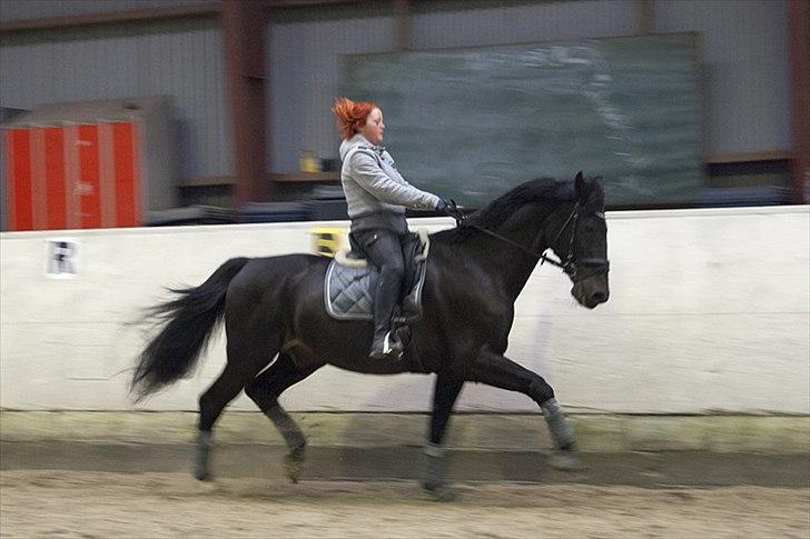 Anden særlig race Papin´s Laceour *R.I.P* billede 9