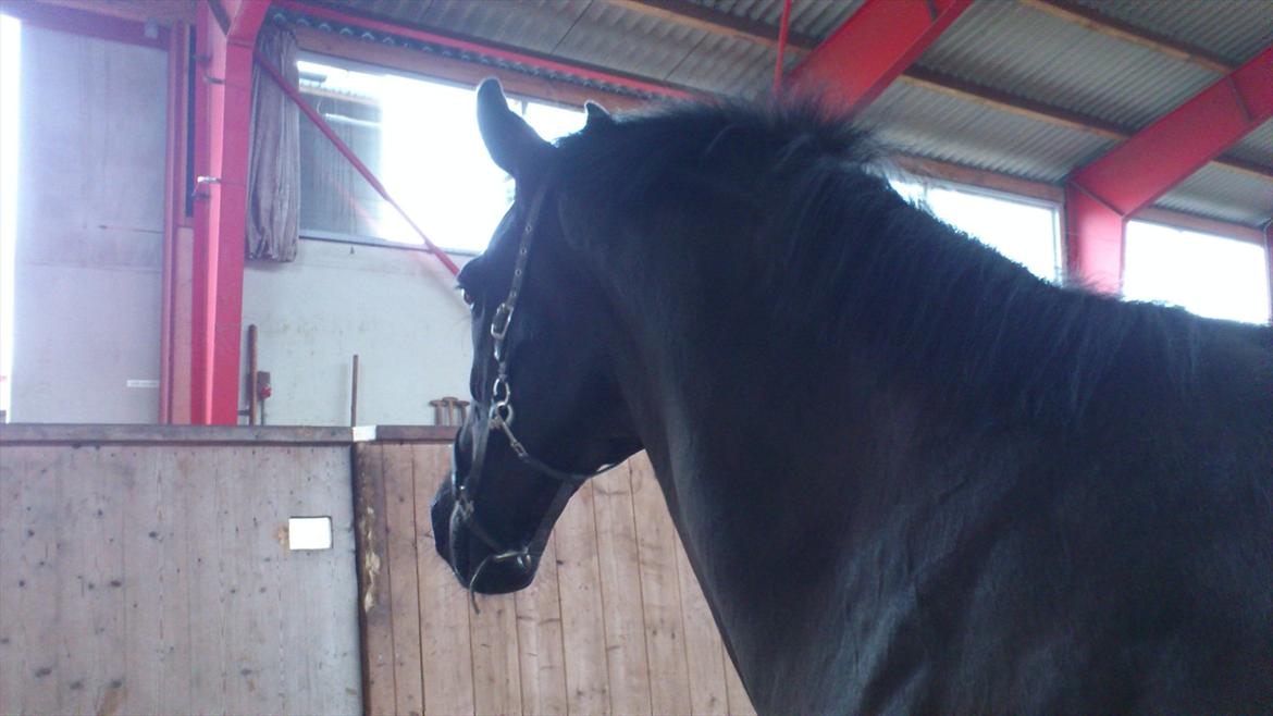 Anden særlig race Papin´s Laceour *R.I.P* billede 10