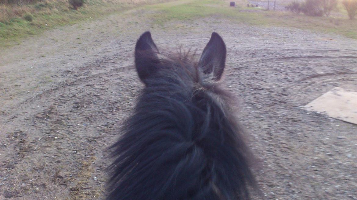 Anden særlig race Papin´s Laceour *R.I.P* billede 11