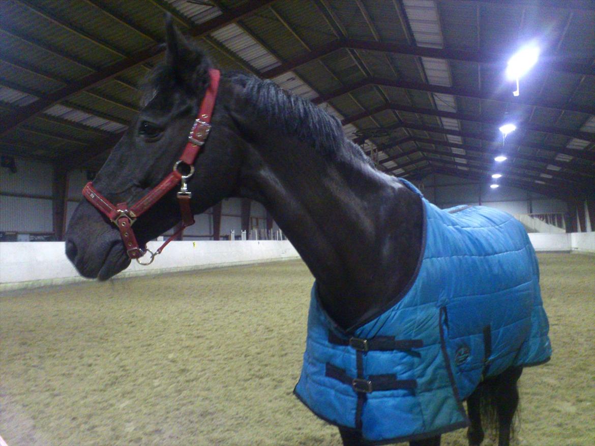 Anden særlig race Papin´s Laceour *R.I.P* billede 12