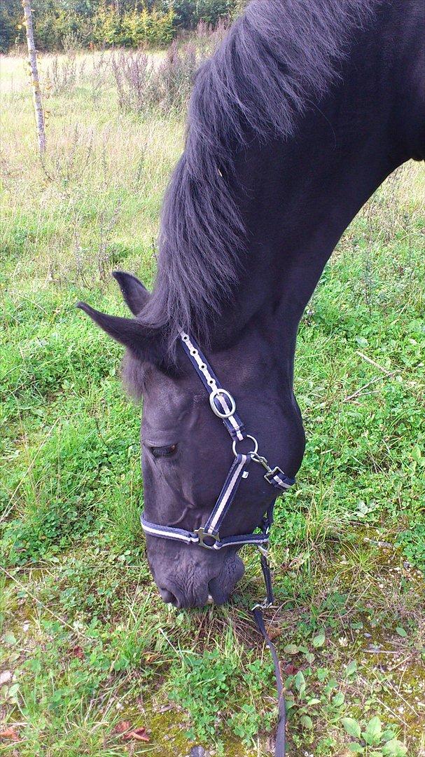 Anden særlig race Papin´s Laceour *R.I.P* billede 13