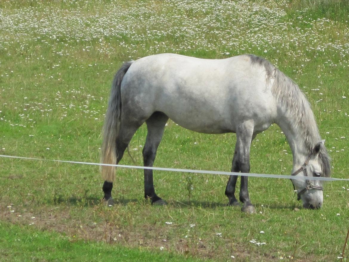 Connemara | Nørlunds Irish Rose | Made in heaven - Rose på sommerferie i hillerød 2011 <3  billede 16