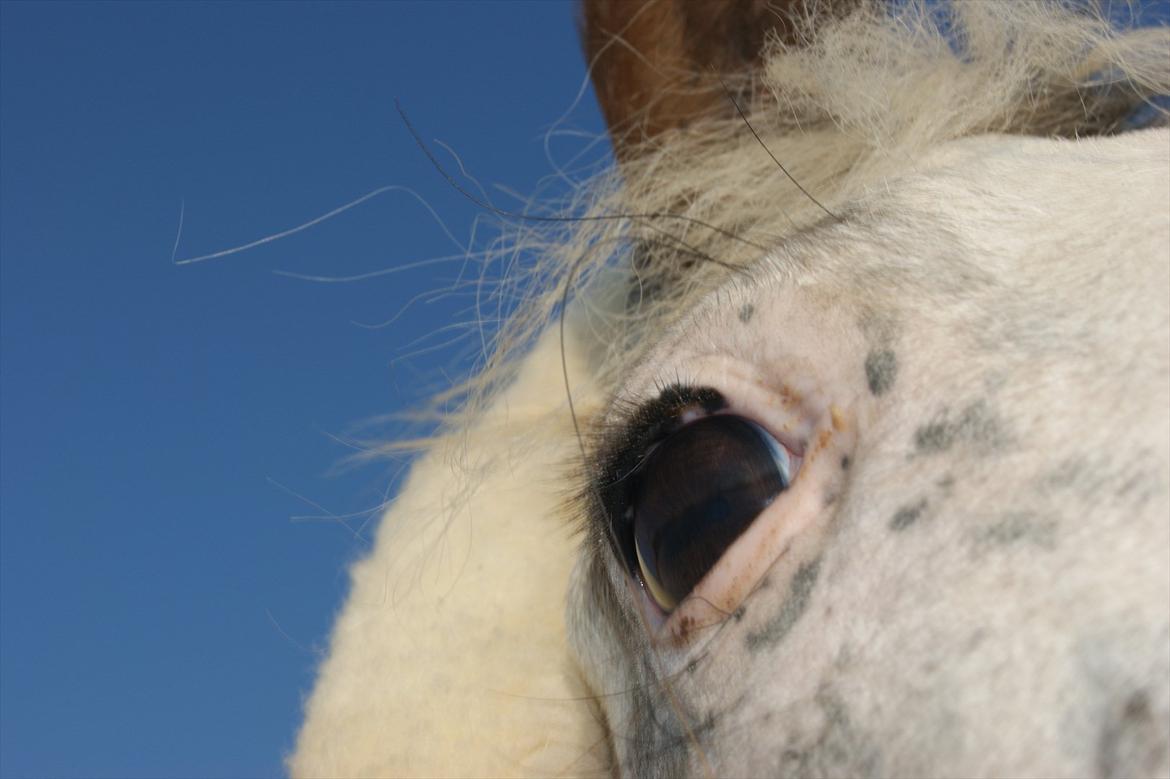 Appaloosa Rachene's Mannie - Du er smilet på min mund, blodet i mit hjerte, uden dig ville jeg være hvad?
Mannie du mit alt smukke og du skal vide at jeg elsker dig utroligt højt <3 billede 20