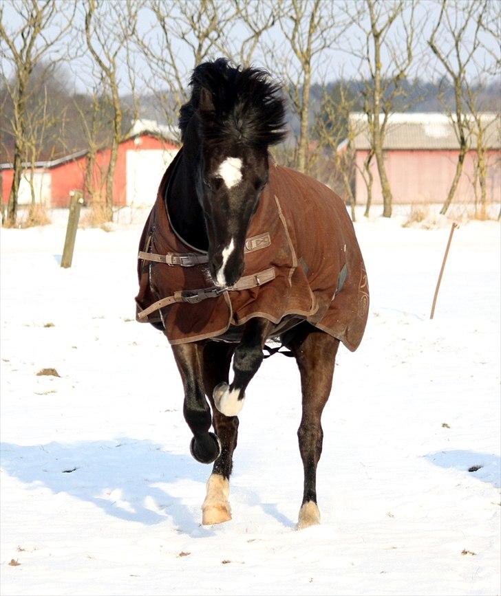 Anden særlig race Arkiball <3 - Smukke Akie på vinterfold <3
Marí Foto© billede 21