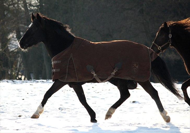 Anden særlig race Arkiball <3 - Dejlig trav! <3
Marí Foto© billede 8