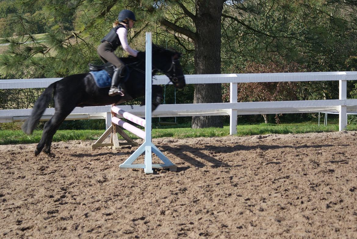 Anden særlig race Skovslands Asterix <3 *Solgt* - Ikke så god kvalitet, men elsker stadig det billede!. <3   billede 9