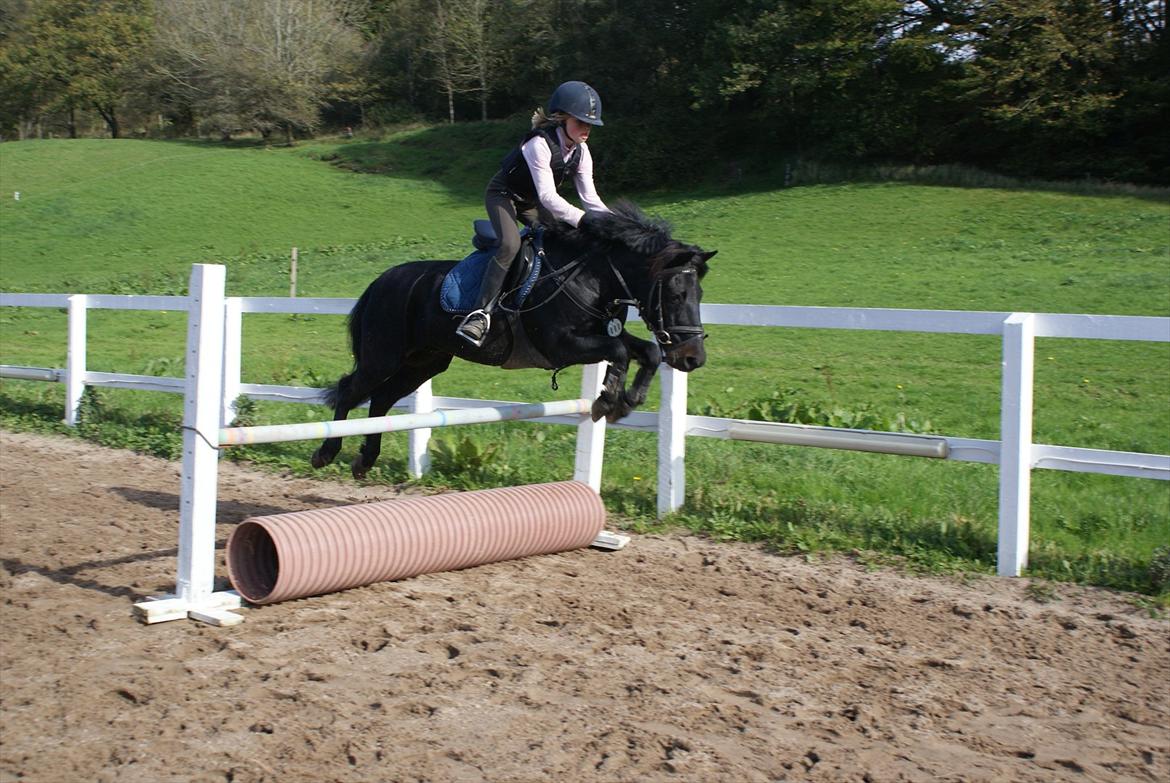 Anden særlig race Skovslands Asterix <3 *Solgt* - Du løfter mig over selv de største bjerge!..
 billede 11