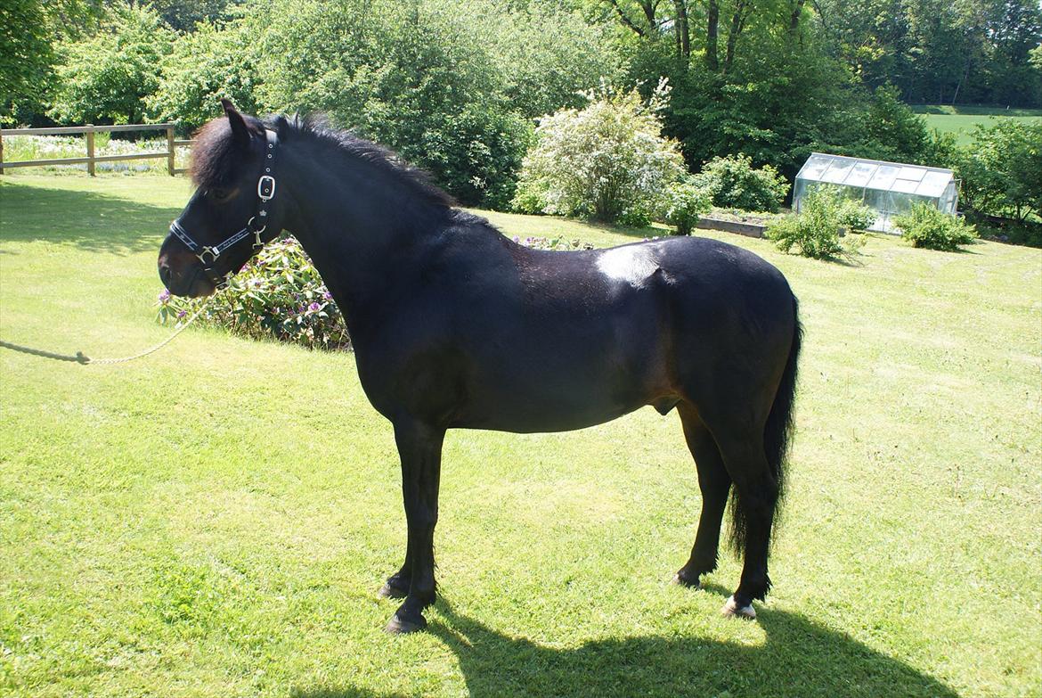 Anden særlig race Skovslands Asterix <3 *Solgt* - Fotomodel!..
<3 billede 12