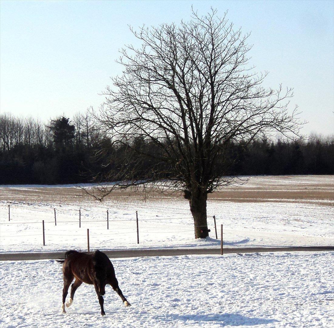 Anden særlig race Rolex - Glad hest i sneen, d. 5/2, 2012 billede 17