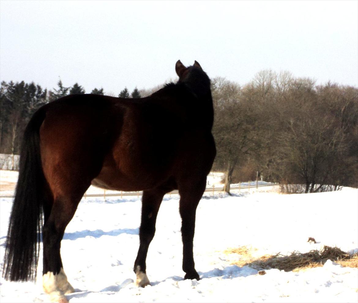 Anden særlig race Rolex - d. 5/2, 2012 billede 18