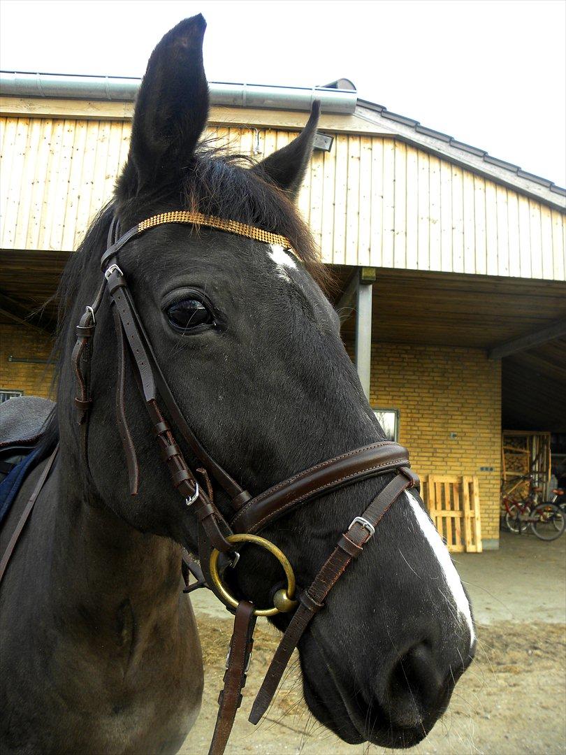 Dansk Varmblod Malux Macohl - Velkommen til malux´s profil læg meget gerne en kommentar og en bedømmelse :-) billede 1
