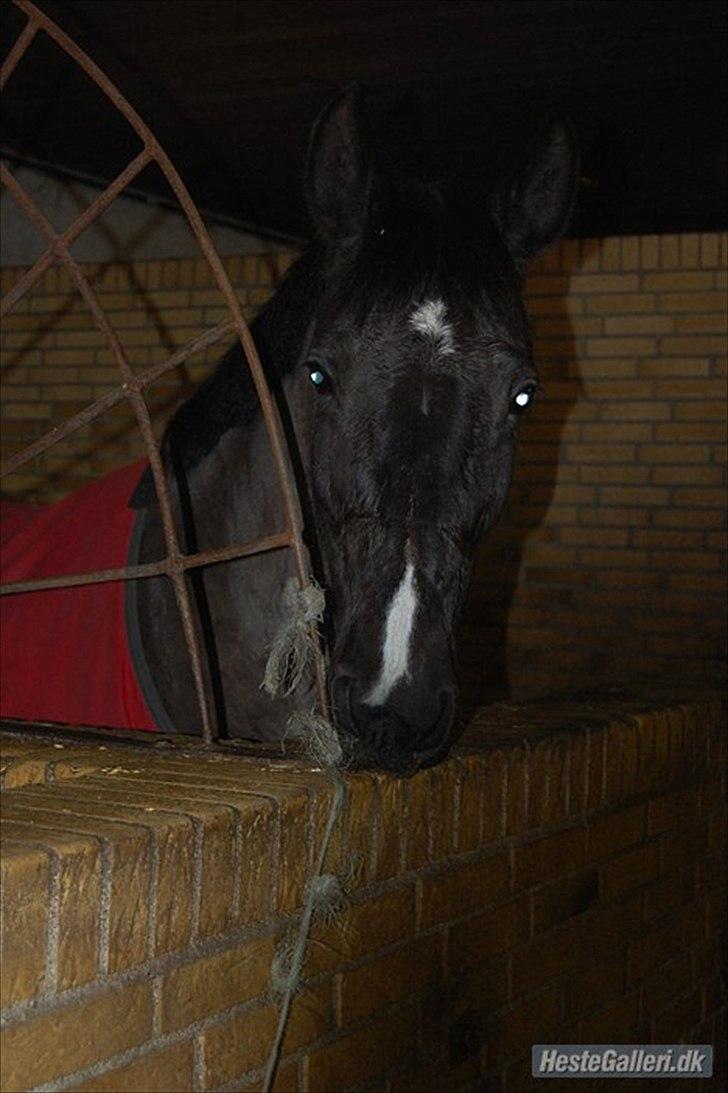 Dansk Varmblod Malux Macohl - Skønne malle :-) billede 2