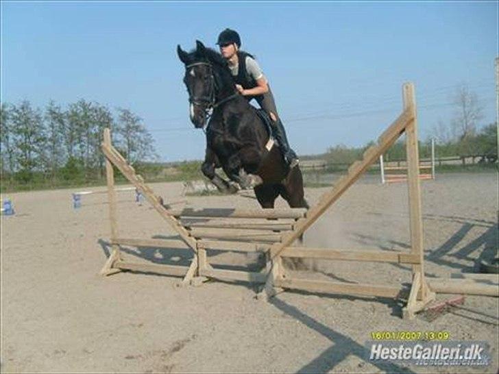 Dansk Varmblod Malux Macohl - Malle der springer med hendes ejer julie :-) billede 3