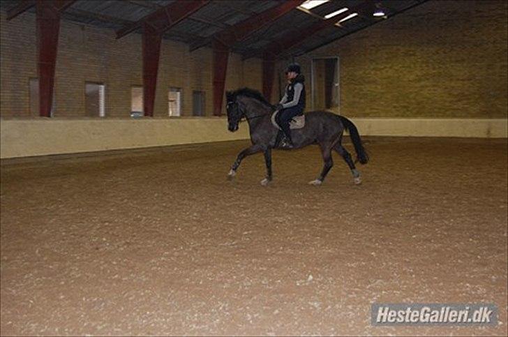 Dansk Varmblod Malux Macohl - Julie og Malle :-) billede 4