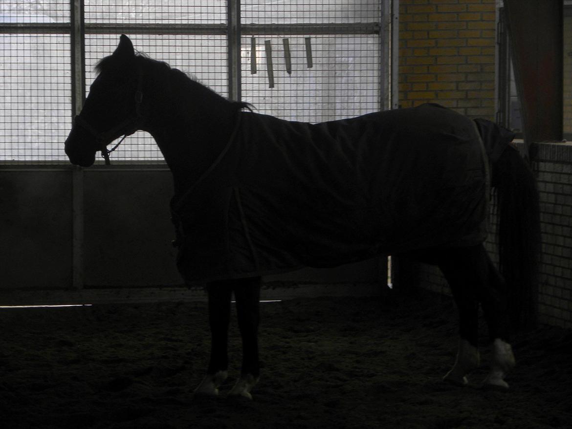 Dansk Varmblod Malux Macohl - I ridehuset billede 5