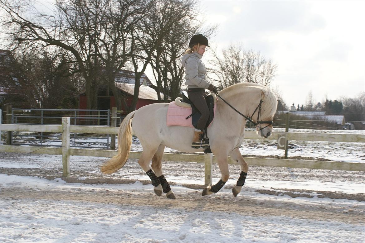 Fjordhest Abricos aka Supercosen/Cossi - Træning 5/2-12. Første galop i 9 uger ;D Foto: Kia Jelbo billede 10