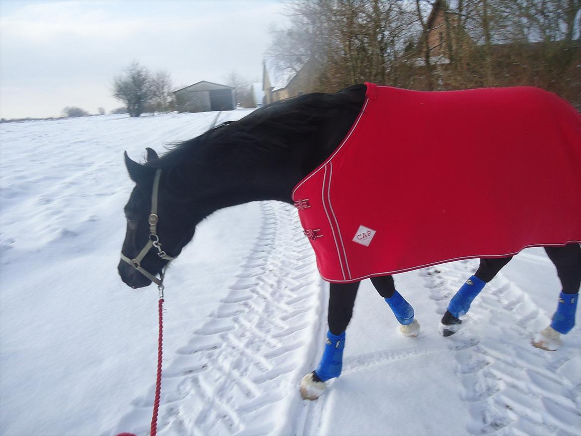 Anden særlig race Meulengrachts Don Cordoba - DC ude og gå tur, Hidsige dreng <3 05022012 billede 3