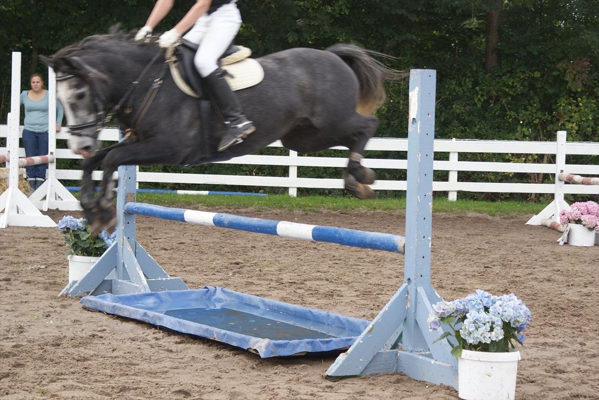 Anden særlig race Jojo (solgt) - Hendes første stævne nogensinde. :-) billede 19