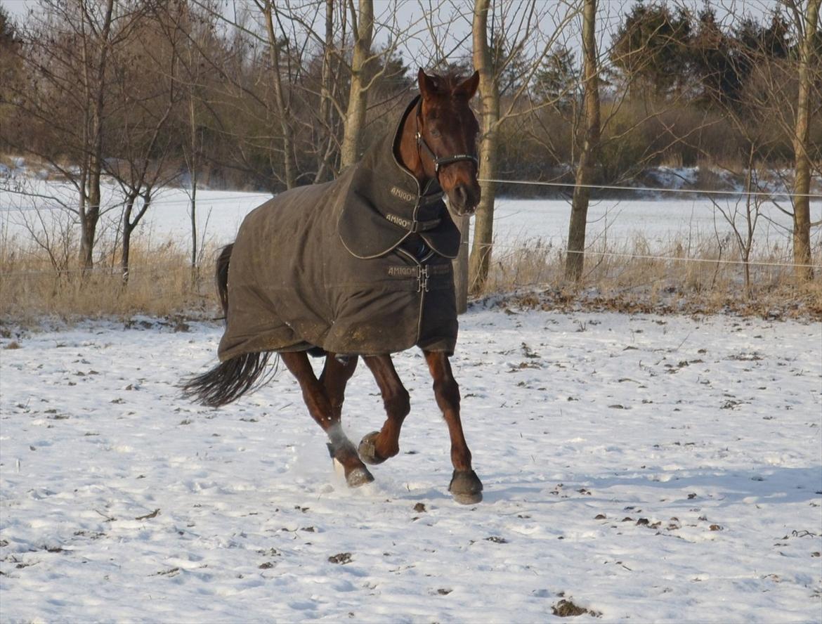 Dansk Varmblod Alby's Don De Luxe billede 4