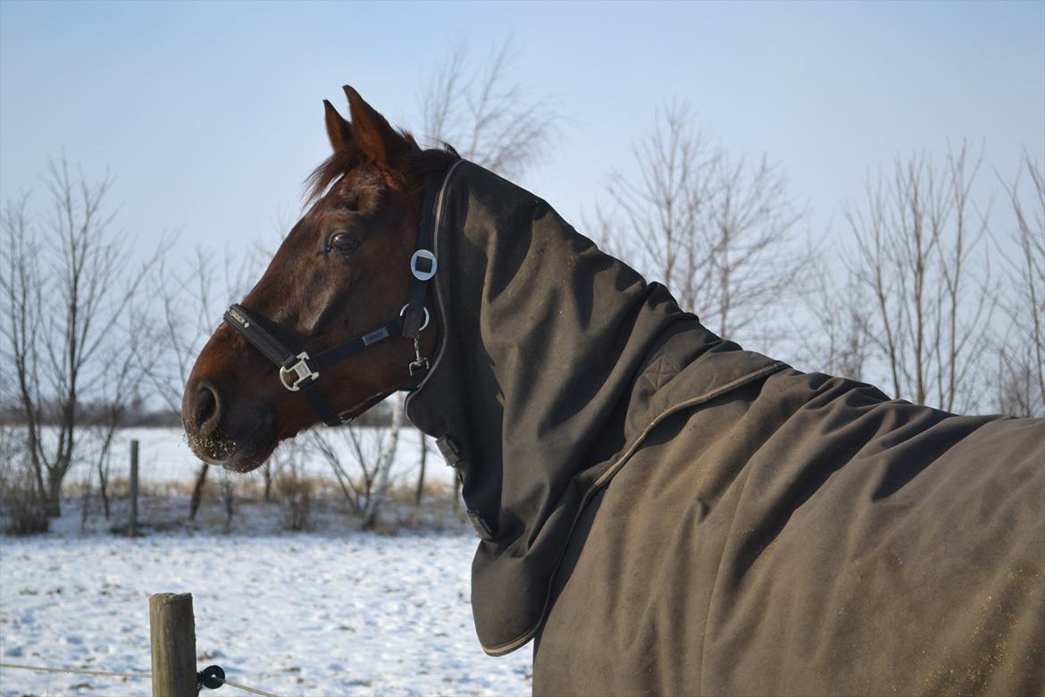 Dansk Varmblod Alby's Don De Luxe billede 15