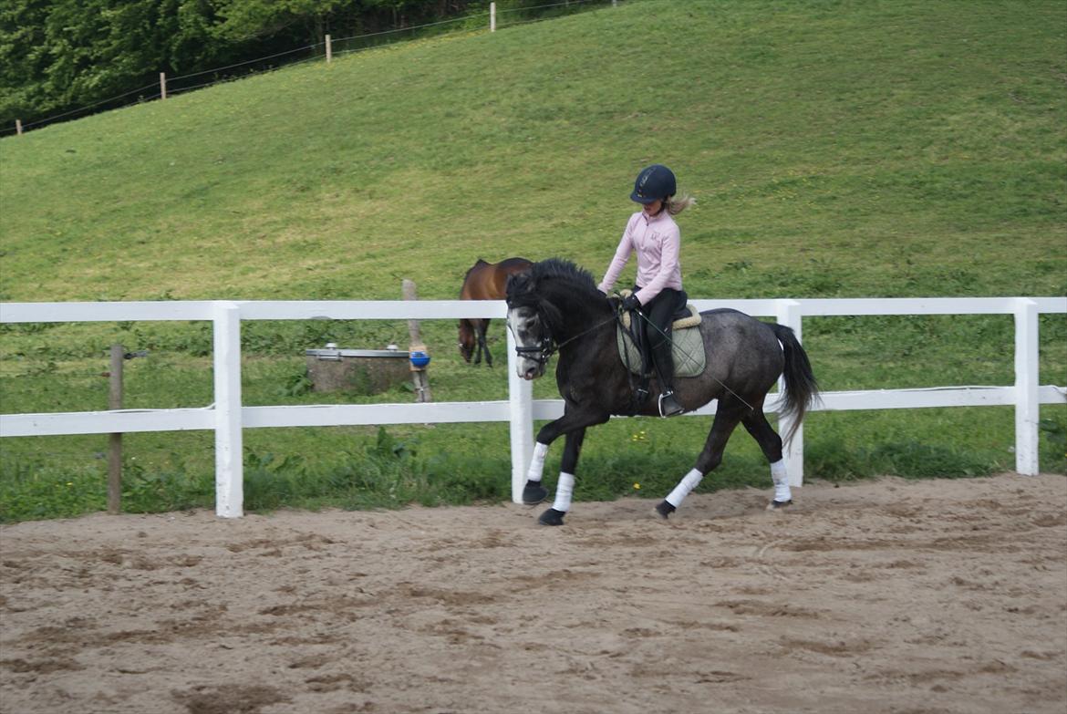 Anden særlig race Jojo (solgt) billede 5