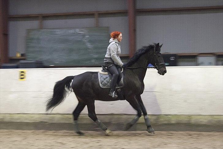 Anden særlig race Papin´s Laceour *R.I.P* billede 14