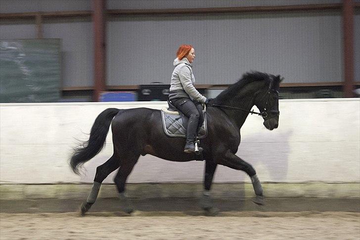 Anden særlig race Papin´s Laceour *R.I.P* billede 15