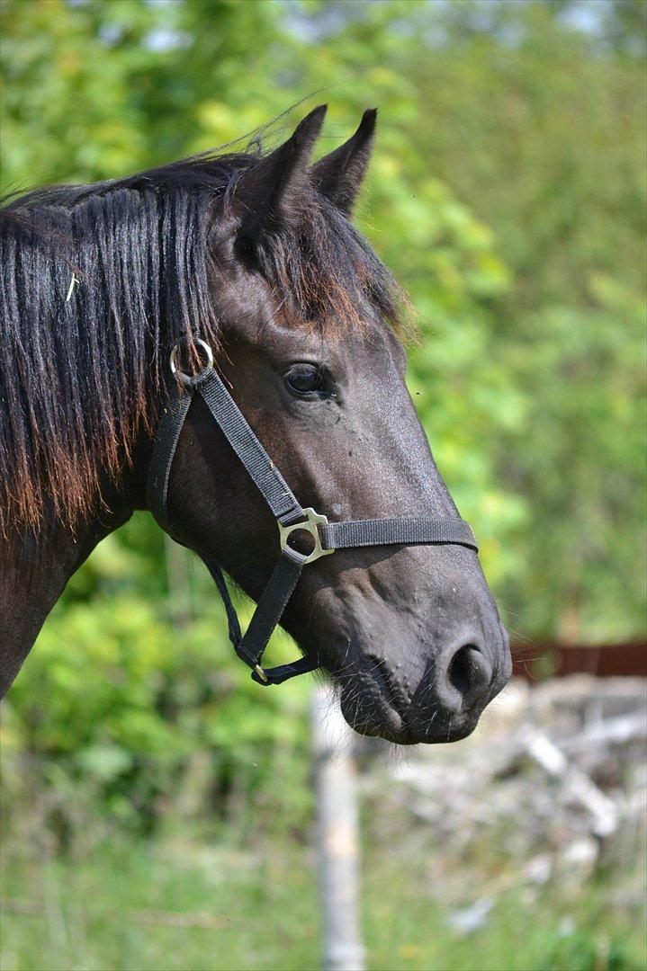 Frieser Geist  - Nyt: Dejlige hest :* billede 1