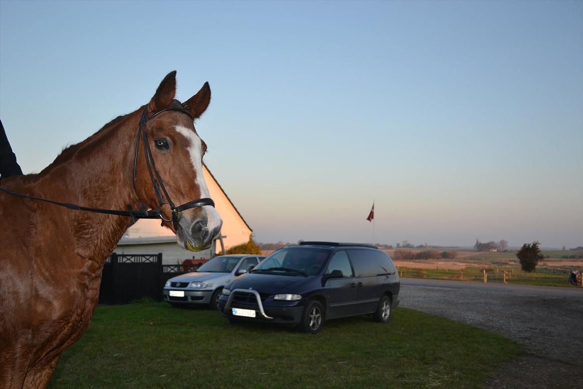 Anden særlig race Jack Dee - D. 23/10-2011 billede 12