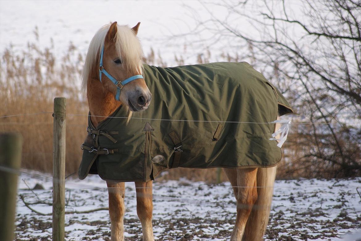 Tyroler Haflinger Walando billede 13