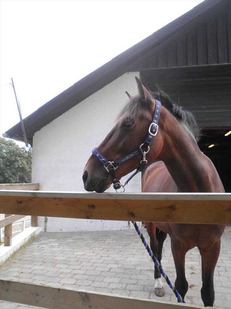 Irsk Sportspony Dundee Love you forever <3 billede 10