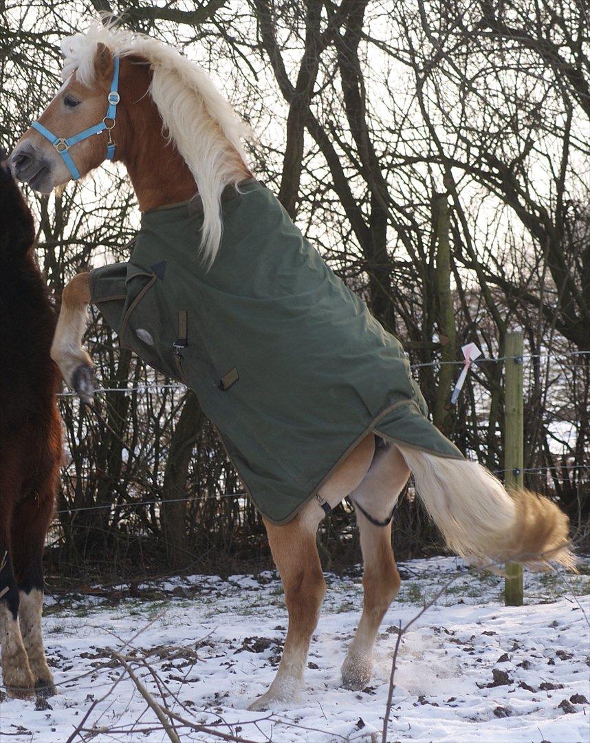 Tyroler Haflinger Walando - Første dag herhjemme. billede 15