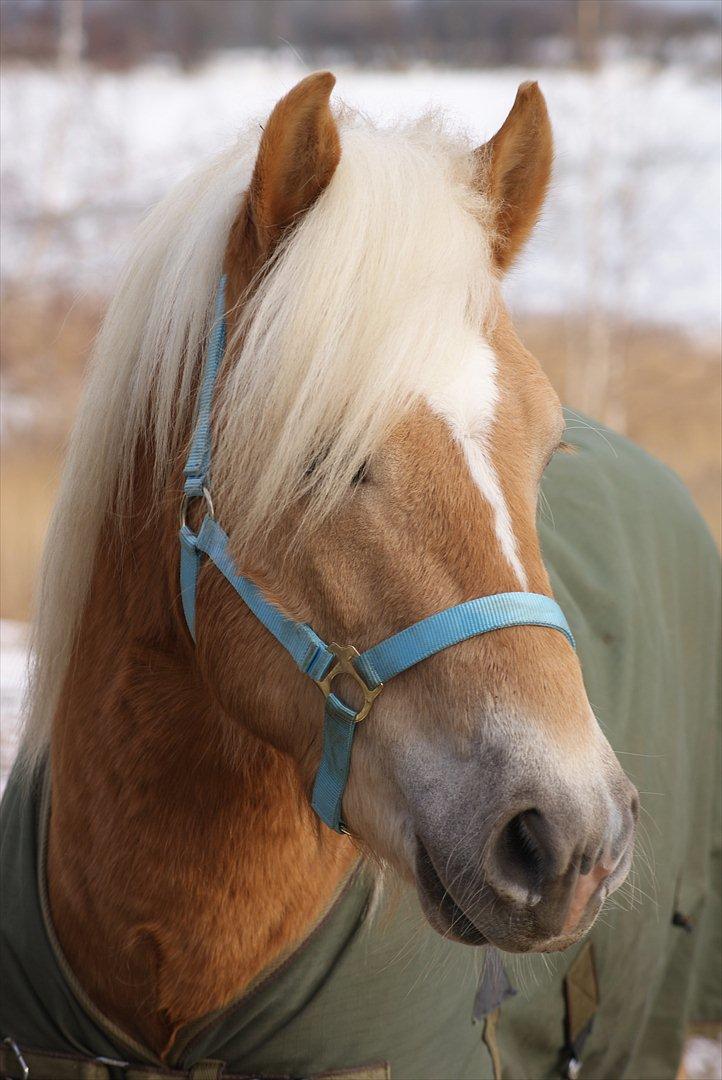 Tyroler Haflinger Walando billede 17