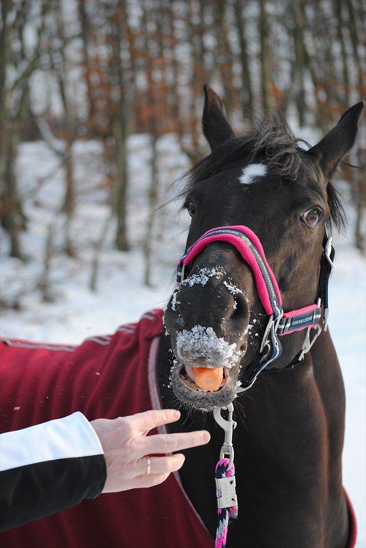 Tysk Sportspony Pandora  billede 18