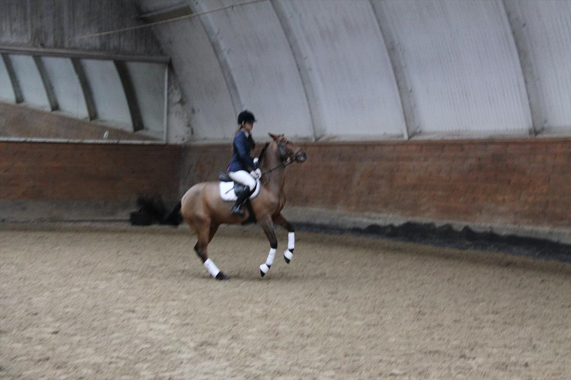 Tysk Sportspony Neon 9 - Så det hoppe tid <3 billede 15