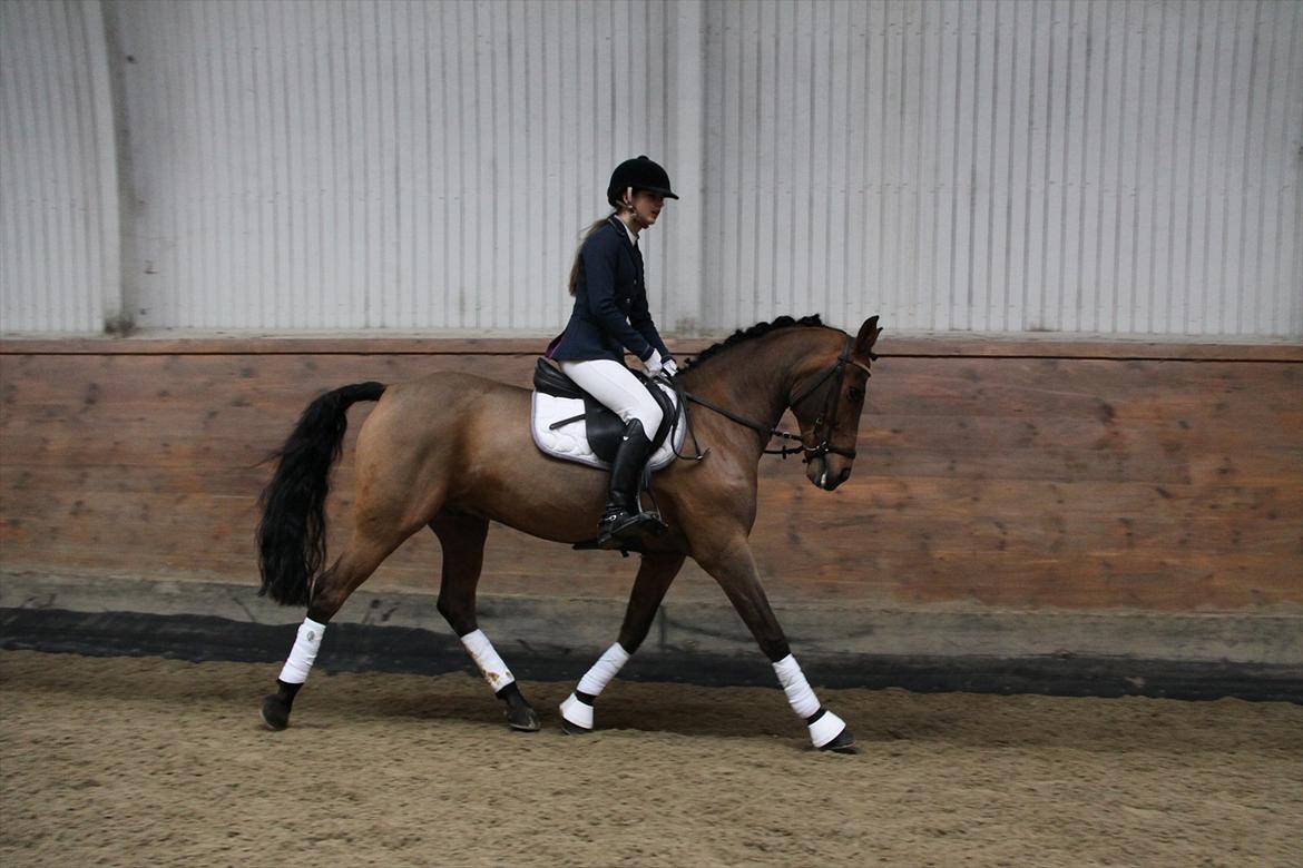 Tysk Sportspony Neon 9 billede 16