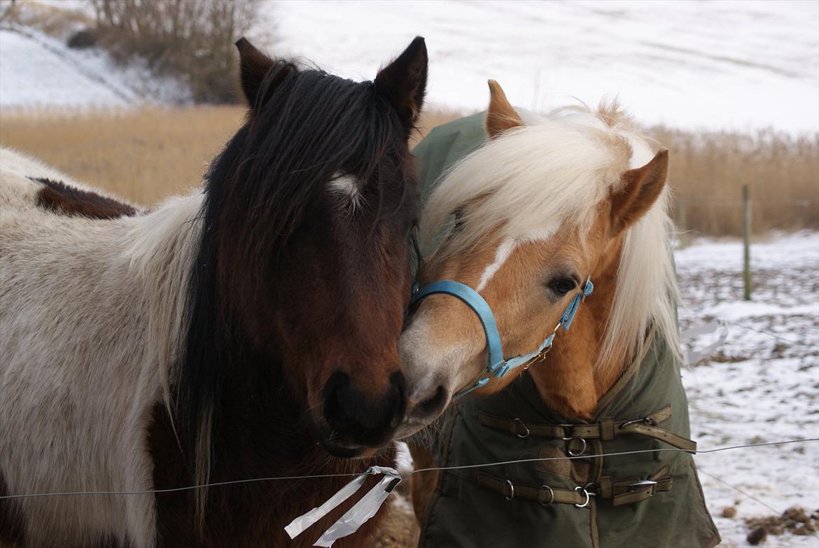 Tyroler Haflinger Walando billede 18