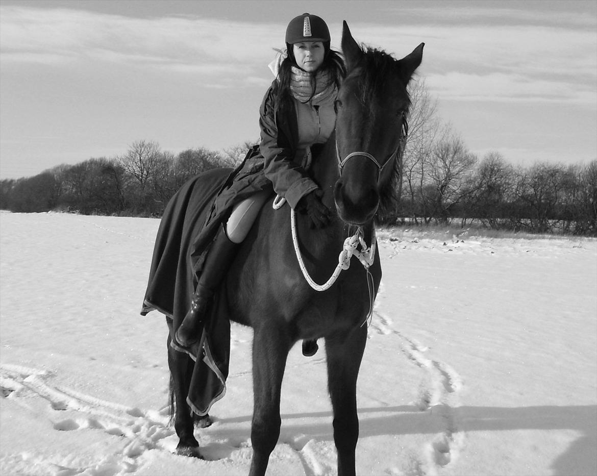 Standardbred Pettachi | Charlie - Foto: Mette | Min prins <3 billede 1