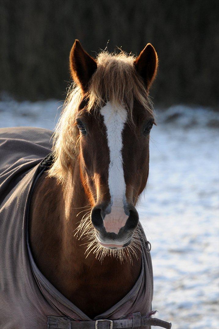 Welsh Cob (sec D) Dyrfal Rosebuds Last billede 2