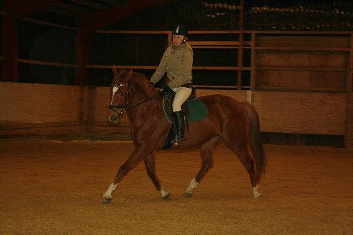 Dansk Varmblod Lucy - Opvarmning til springning billede 2