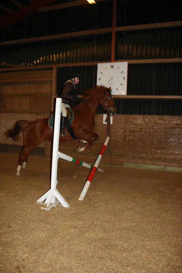 Dansk Varmblod Lucy - Og den korte side kan vi også! billede 9