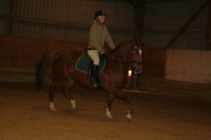 Dansk Varmblod Lucy - Opvarmning til springtræning.  billede 11