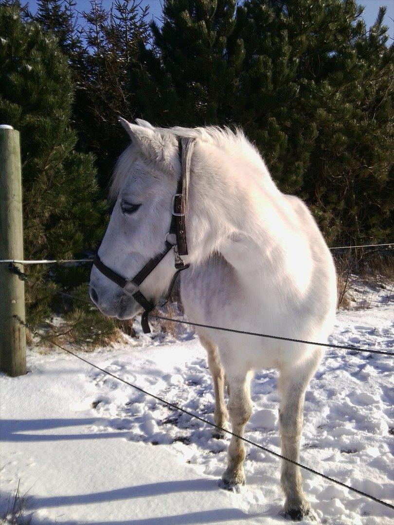 Connemara Moon Leight billede 19
